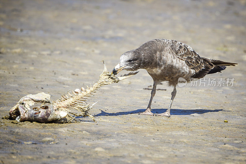 太平洋鸥(太平洋Larus pacificus)